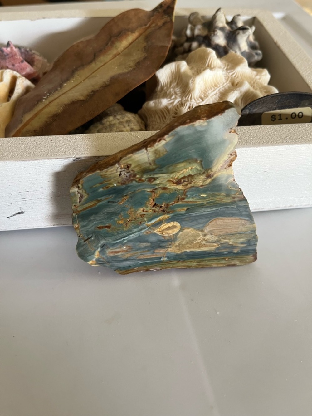 Oregon Bogwood Natural Blue/Green